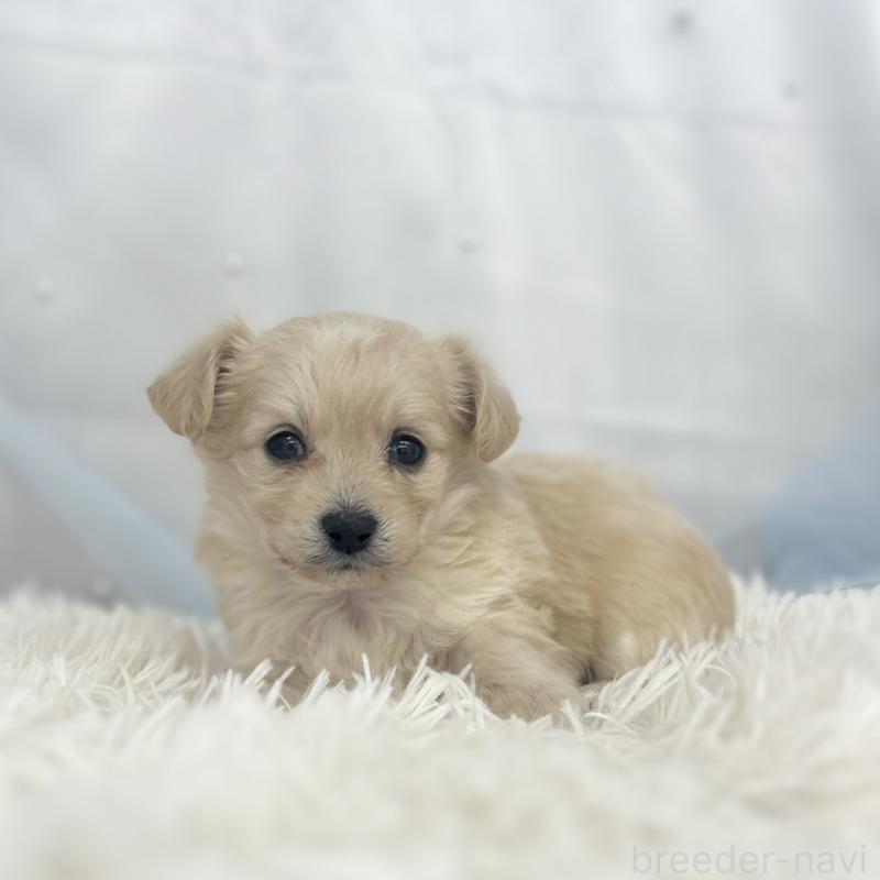 販売中の愛知県のチワプー:チワワ×トイプードル-439996の2枚目