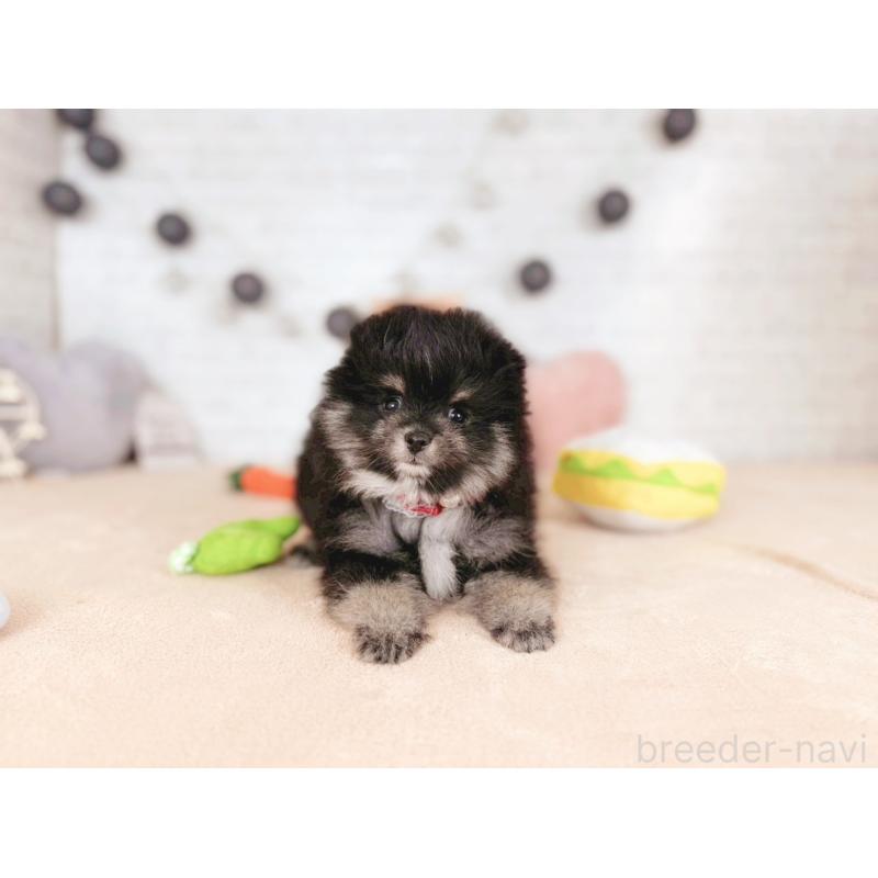 販売中の北海道のポメラニアン-439995の3枚目