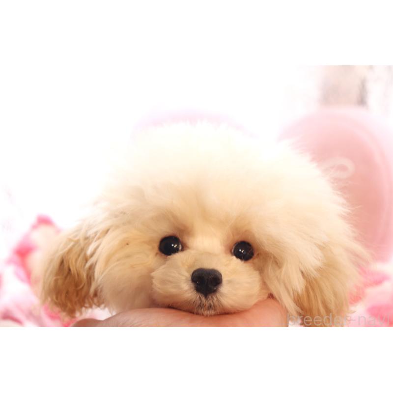 販売中の宮城県のティーカッププードル-423047