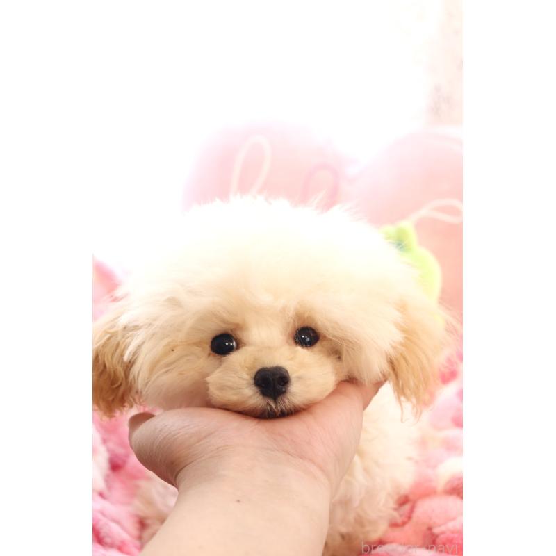 販売中ののティーカッププードル-423047