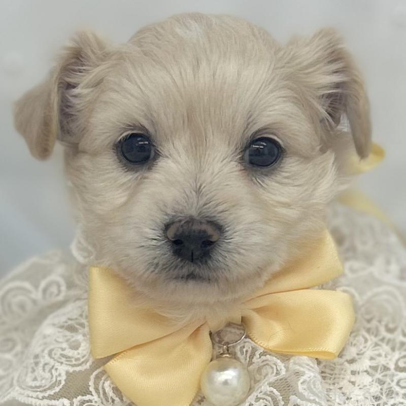 販売中の愛知県のチワプー:チワワ×トイプードル-439997