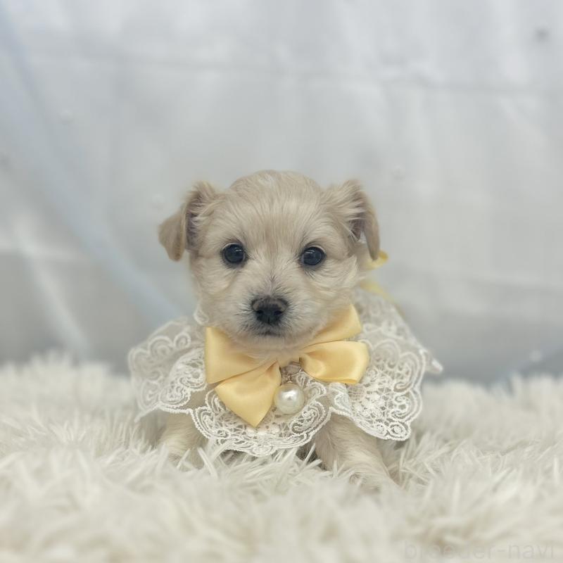 販売中の愛知県のチワプー:チワワ×トイプードル-439997の4枚目