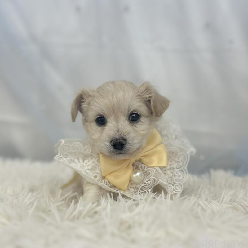 販売中の愛知県のチワプー:チワワ×トイプードル-439997の3枚目