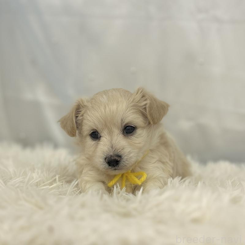 販売中の愛知県のチワプー:チワワ×トイプードル-439997の2枚目