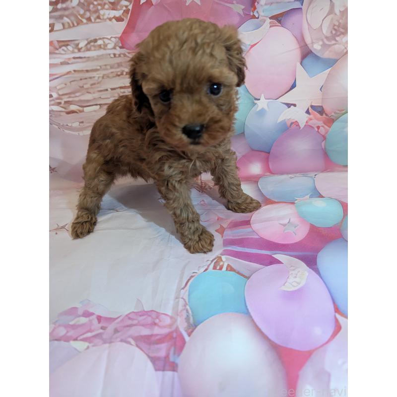 販売中の徳島県のティーカッププードル-439999の6枚目