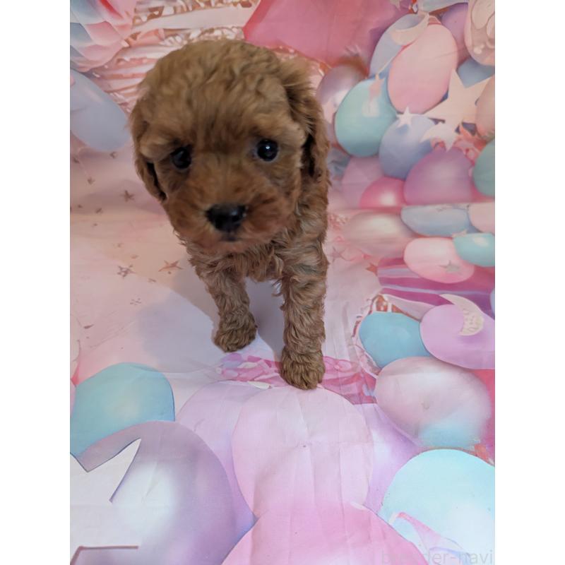 販売中の徳島県のティーカッププードル-439999の5枚目