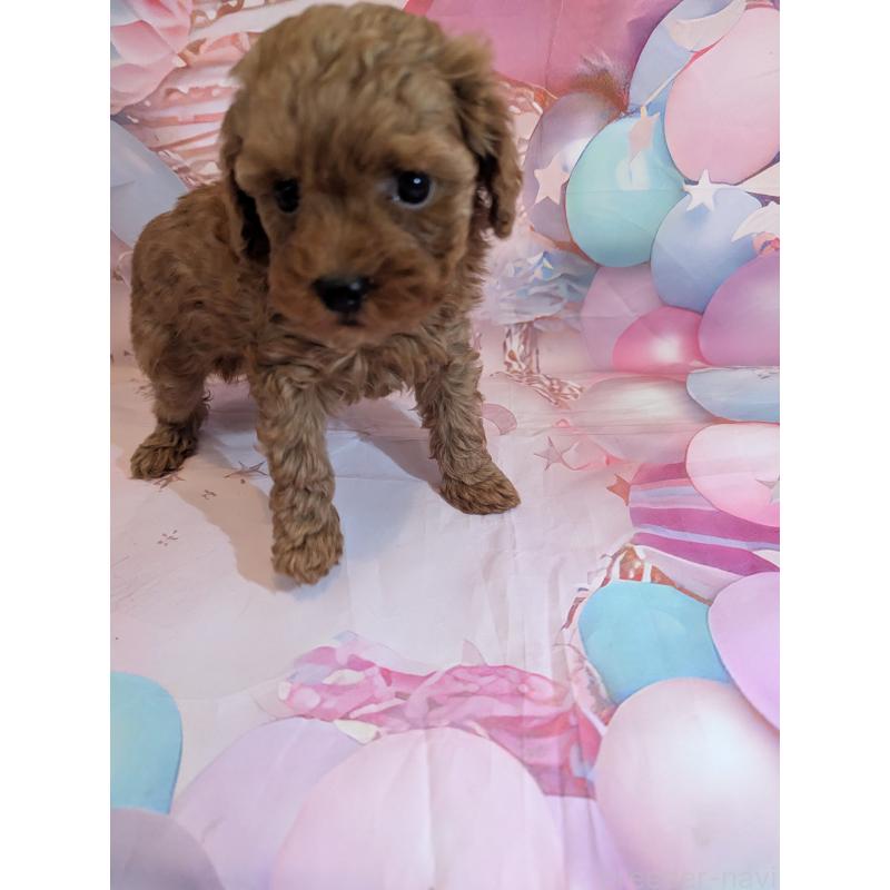 販売中の徳島県のティーカッププードル-439999の3枚目