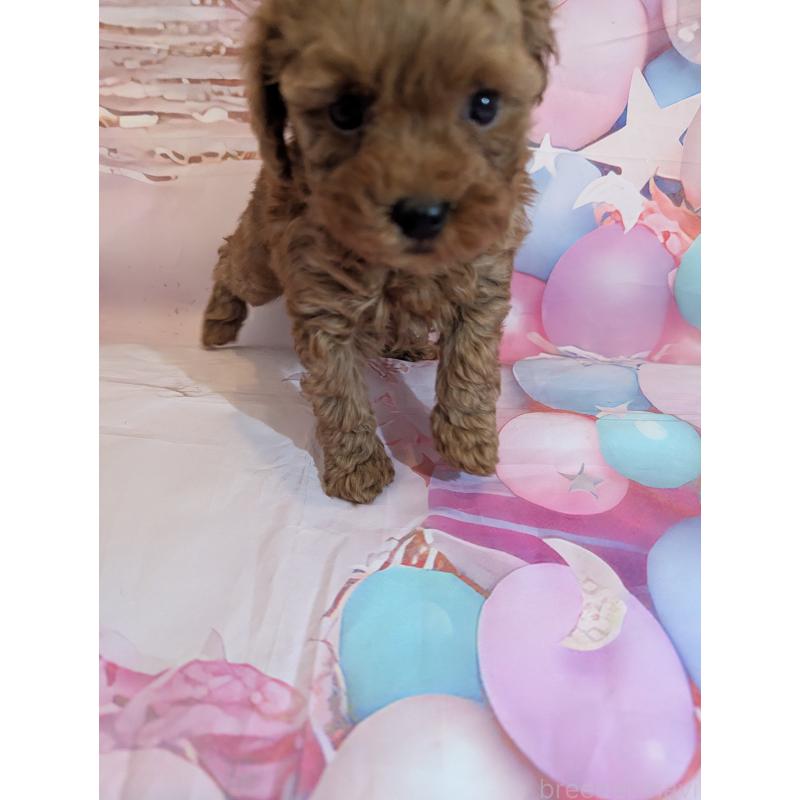 販売中の徳島県のティーカッププードル-439999の2枚目