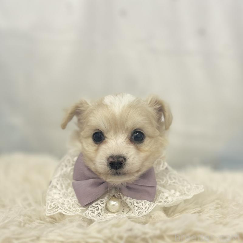 販売中の愛知県のチワプー:チワワ×トイプードル-439998の5枚目