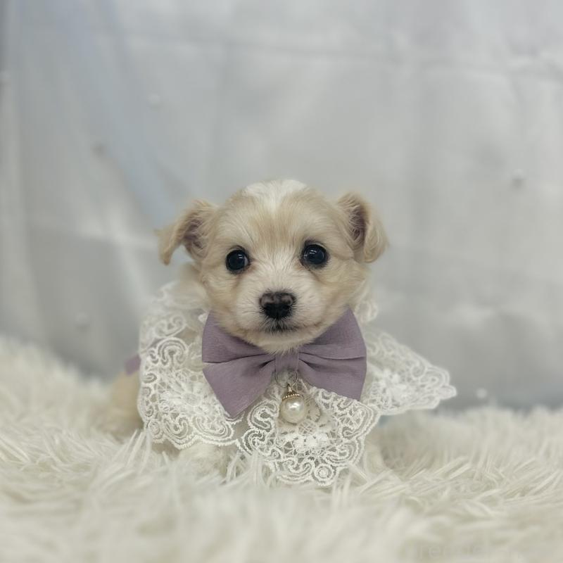 販売中の愛知県のチワプー:チワワ×トイプードル-439998の3枚目