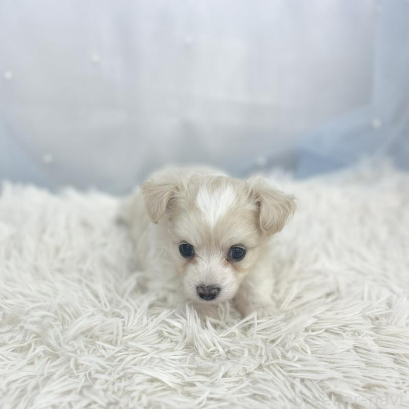 販売中の愛知県のチワプー:チワワ×トイプードル-439998の2枚目