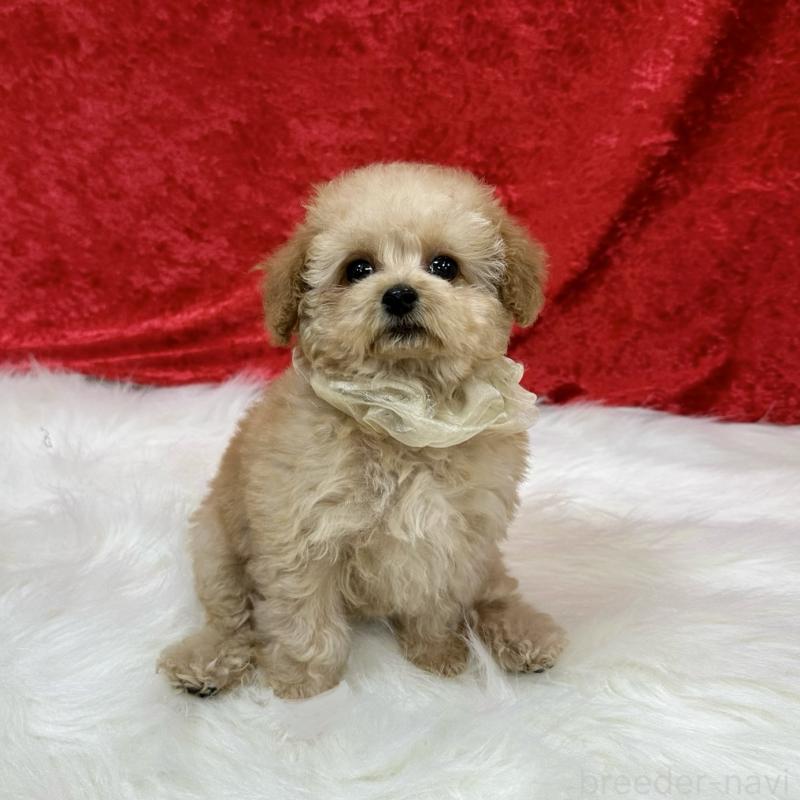 成約済の広島県のタイニープードル-435914の4枚目