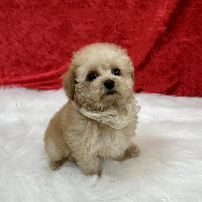 成約済の広島県のタイニープードル-435914の3枚目