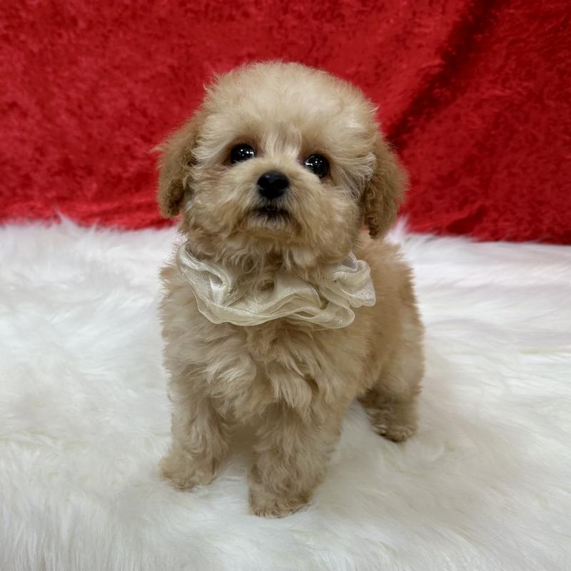 販売中の広島県のタイニープードル-435914