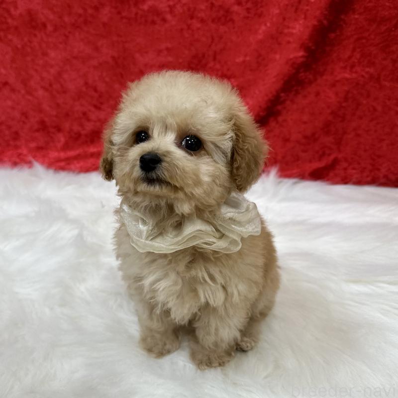 成約済の広島県のタイニープードル-435914の2枚目