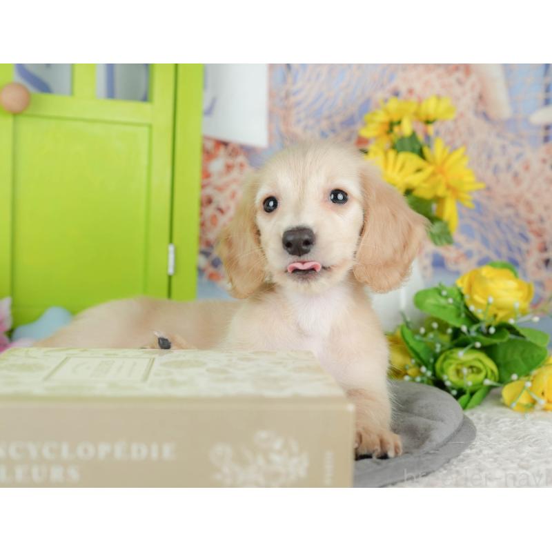 販売中の茨城県のミニチュアダックスフンド(ロングヘアード)-440001の8枚目