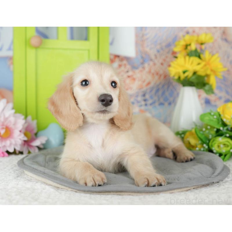 販売中の茨城県のミニチュアダックスフンド(ロングヘアード)-440001の4枚目