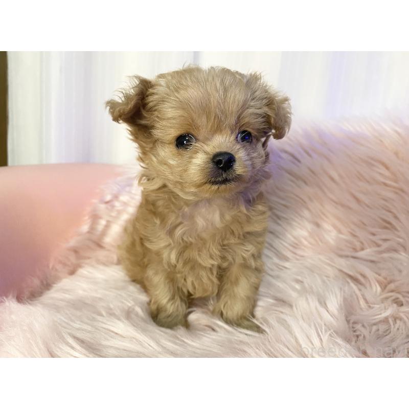 販売中の熊本県のミックス犬-440006の7枚目