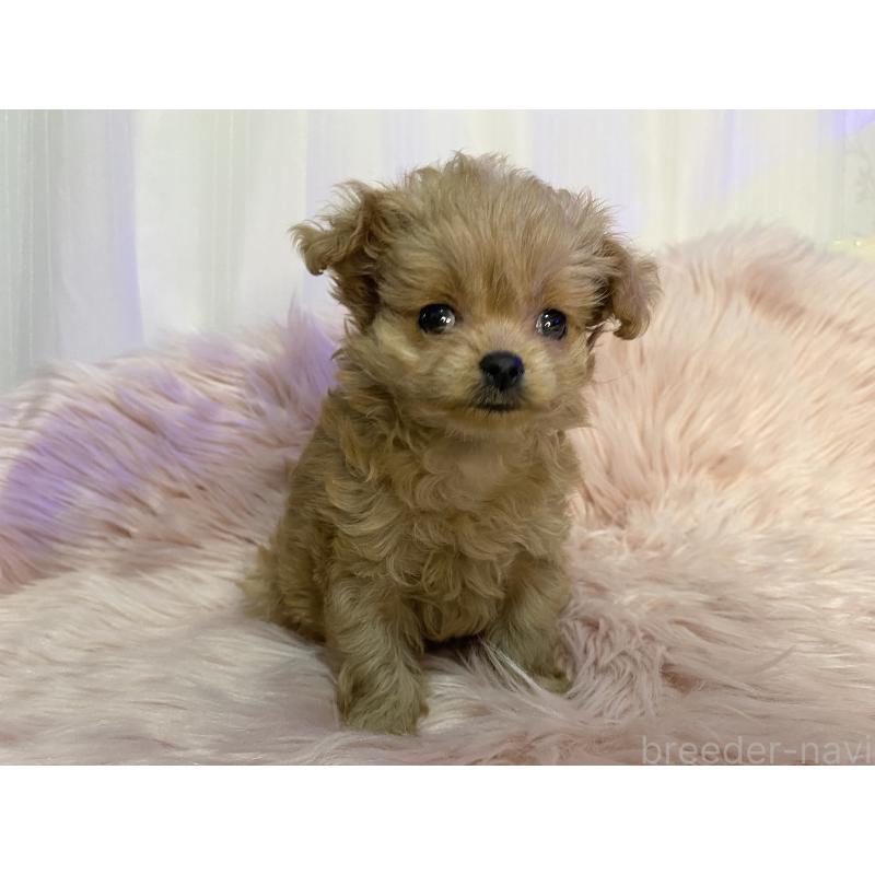 販売中の熊本県のミックス犬-440006の6枚目