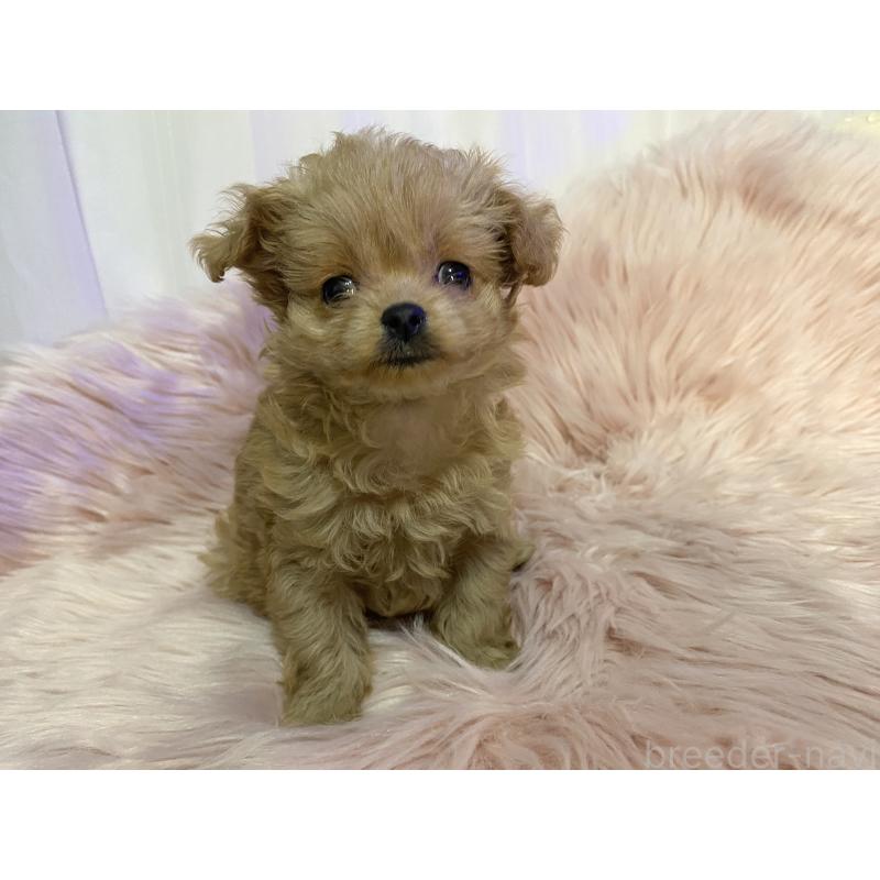 販売中の熊本県のミックス犬-440006の5枚目