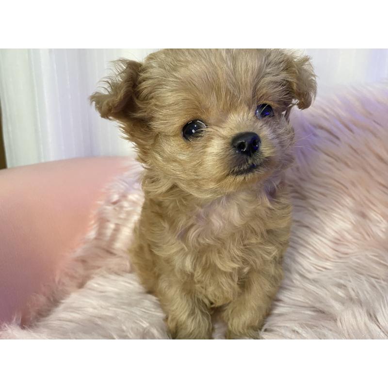 販売中の熊本県のミックス犬-440006の4枚目