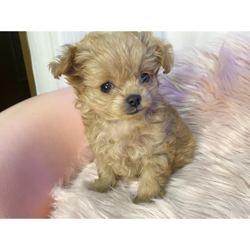 販売中の熊本県のミックス犬-440006の3枚目