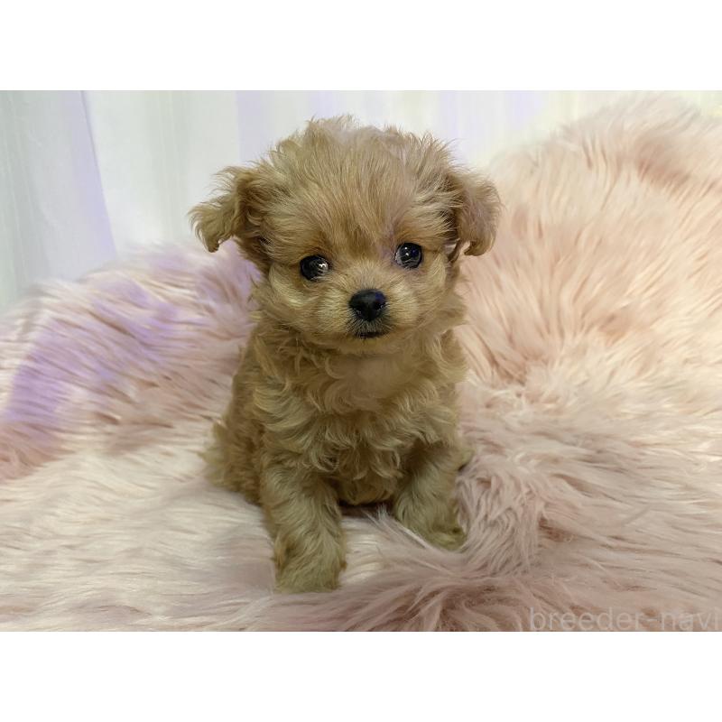 販売中の熊本県のミックス犬-440006の2枚目