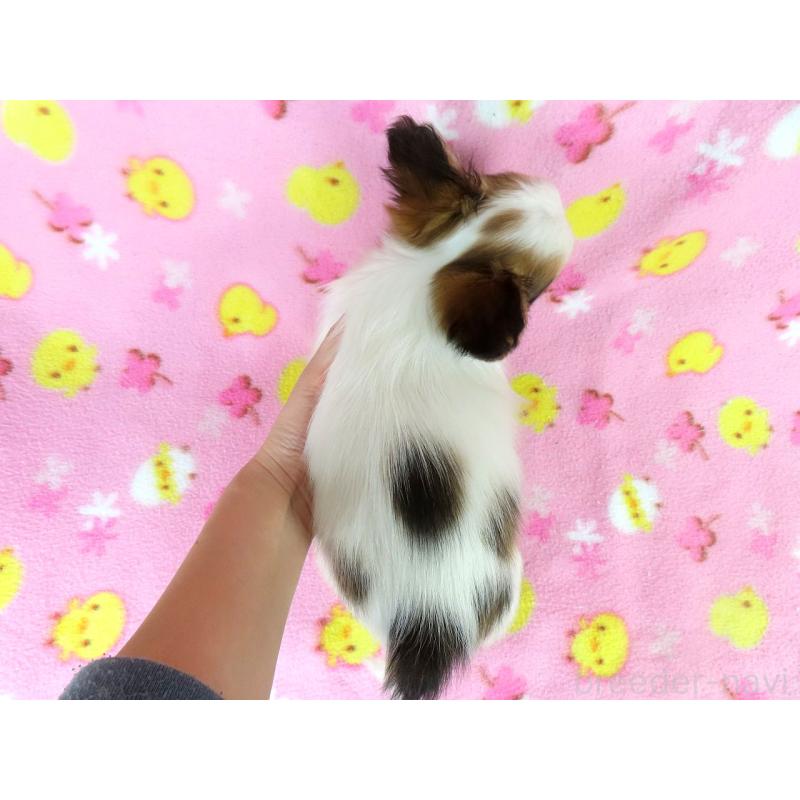 販売中の千葉県のパピヨン-431036の6枚目