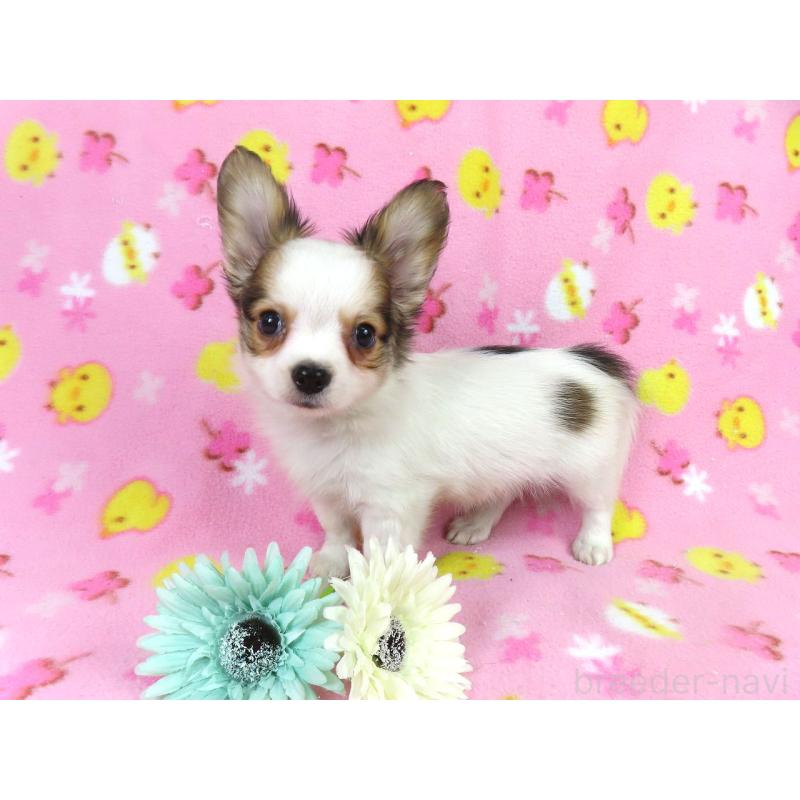 販売中の千葉県のパピヨン-431036の5枚目