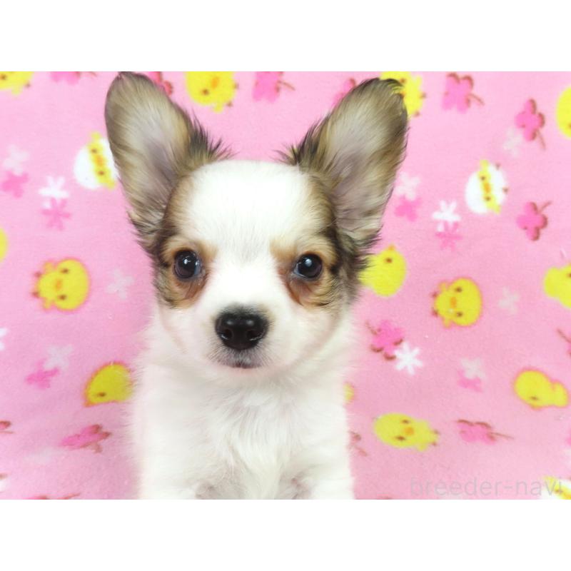 販売中の千葉県のパピヨン-431036の4枚目