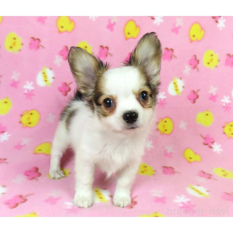 販売中の千葉県のパピヨン-431036の3枚目