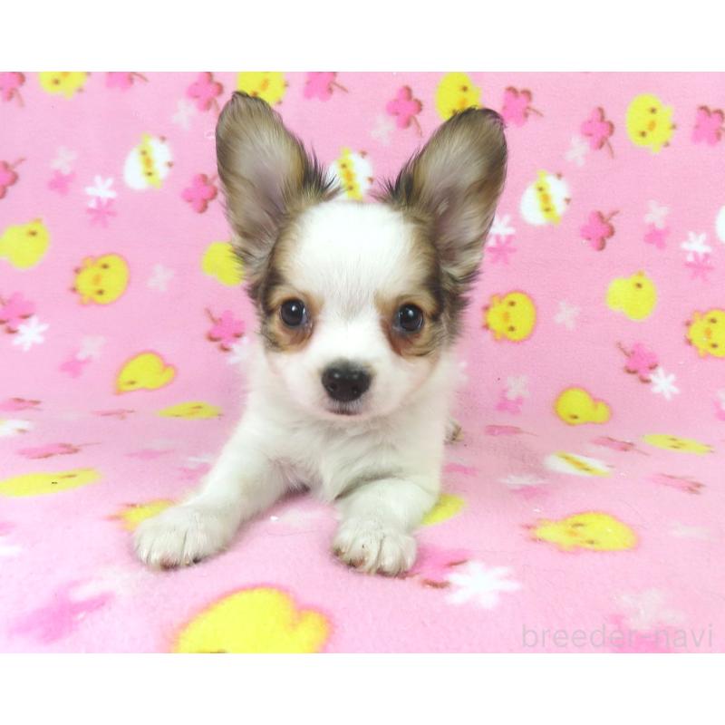 販売中の千葉県のパピヨン-431036の2枚目