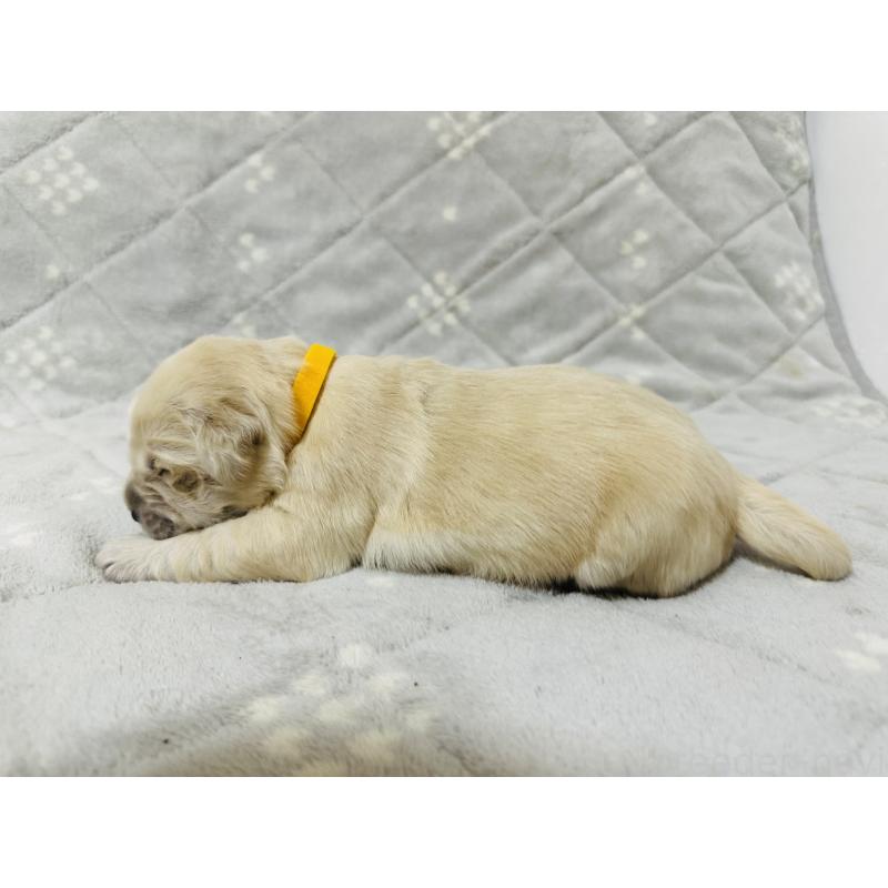 販売中の千葉県のゴールデンレトリーバー-440007の6枚目