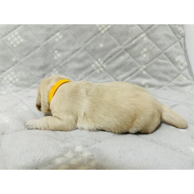 販売中の千葉県のゴールデンレトリーバー-440007の5枚目