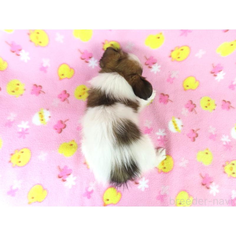 商談中の千葉県のパピヨン-431847の5枚目