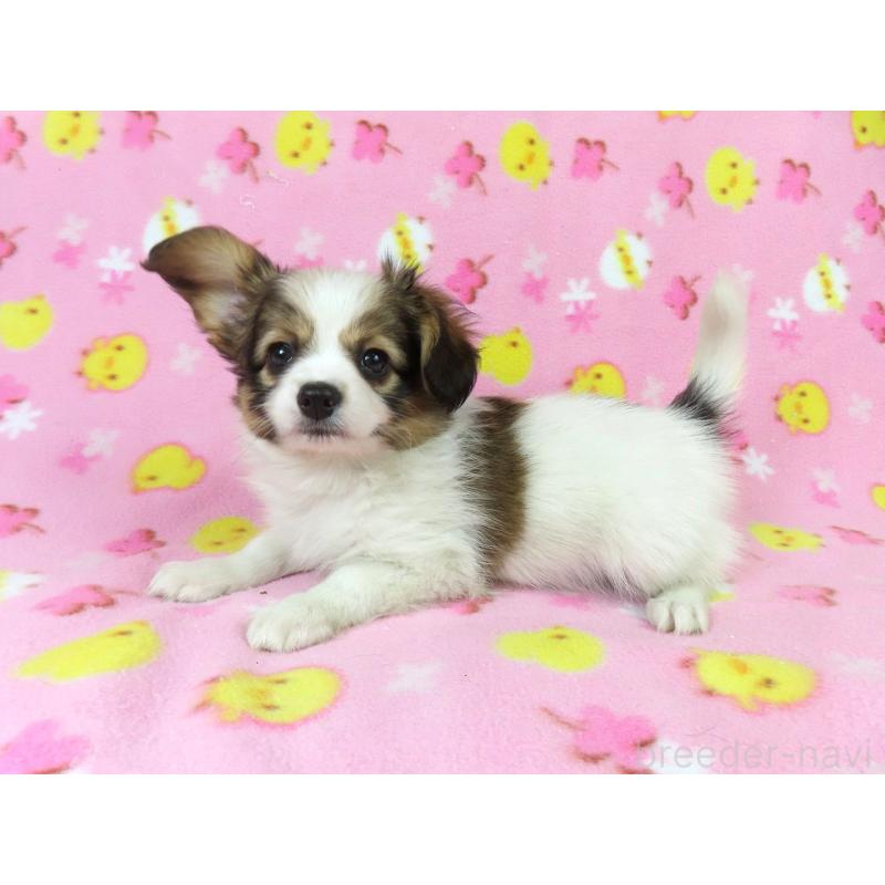 商談中の千葉県のパピヨン-431847の4枚目