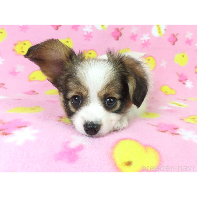 商談中の千葉県のパピヨン-431847の3枚目