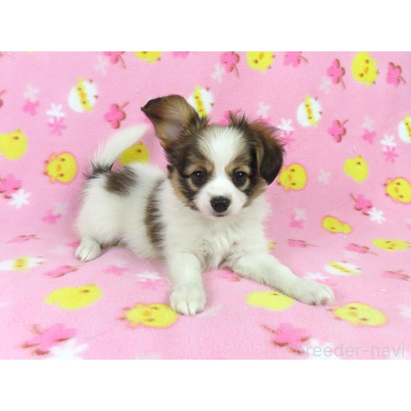 商談中の千葉県のパピヨン-431847の2枚目