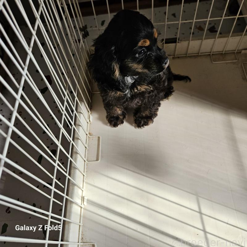 販売中の愛知県のアメリカンコッカースパニエル-440002の3枚目