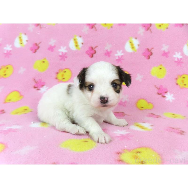 販売中の千葉県のパピヨン-438379の19枚目