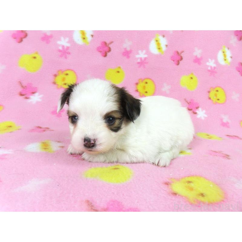 販売中の千葉県のパピヨン-438379の18枚目