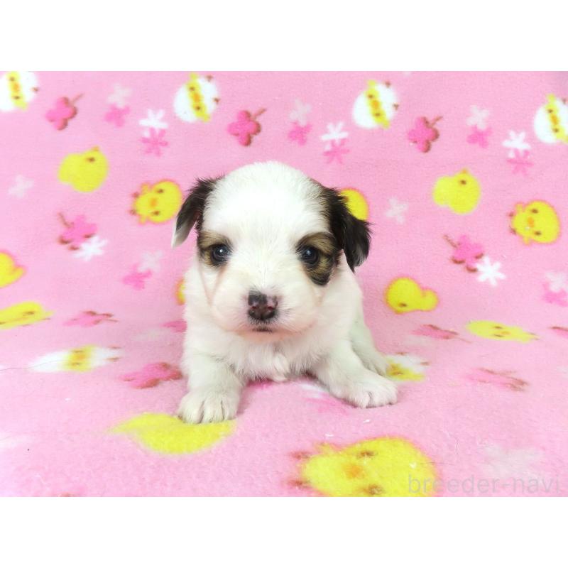 販売中の千葉県のパピヨン-438379の17枚目