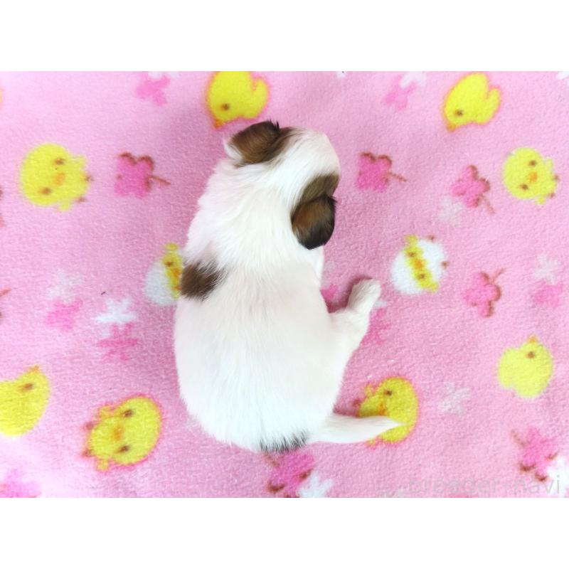 販売中の千葉県のパピヨン-438380の20枚目