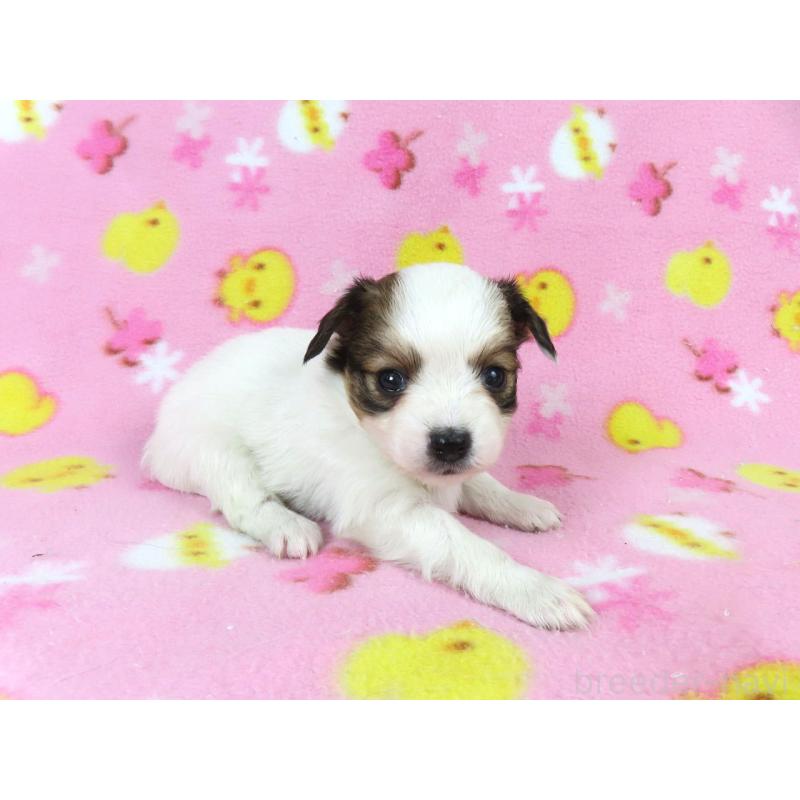 販売中の千葉県のパピヨン-438380の19枚目