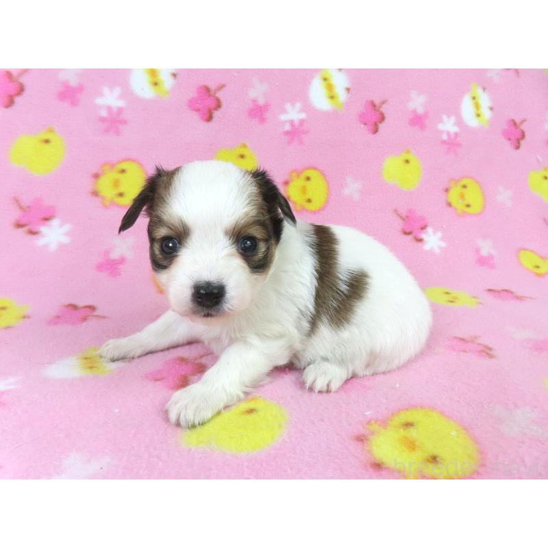 販売中の千葉県のパピヨン-438380の18枚目