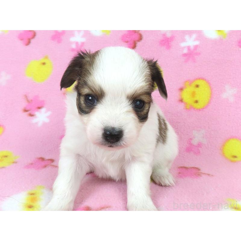 販売中の千葉県のパピヨン-438380の17枚目