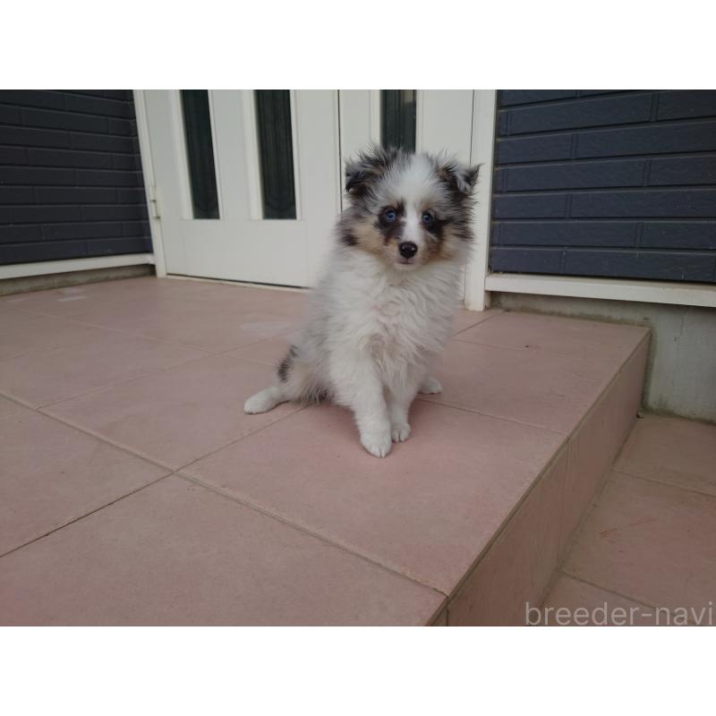 販売中の静岡県のシェットランドシープドッグ(シェルティ)-428909