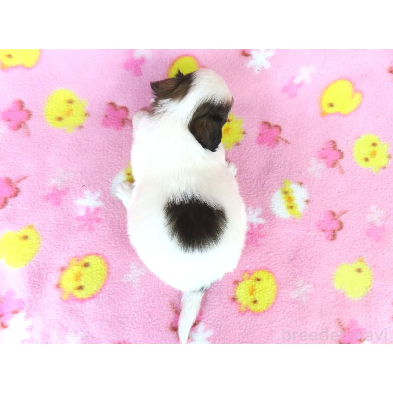 販売中の千葉県のパピヨン-438381の20枚目