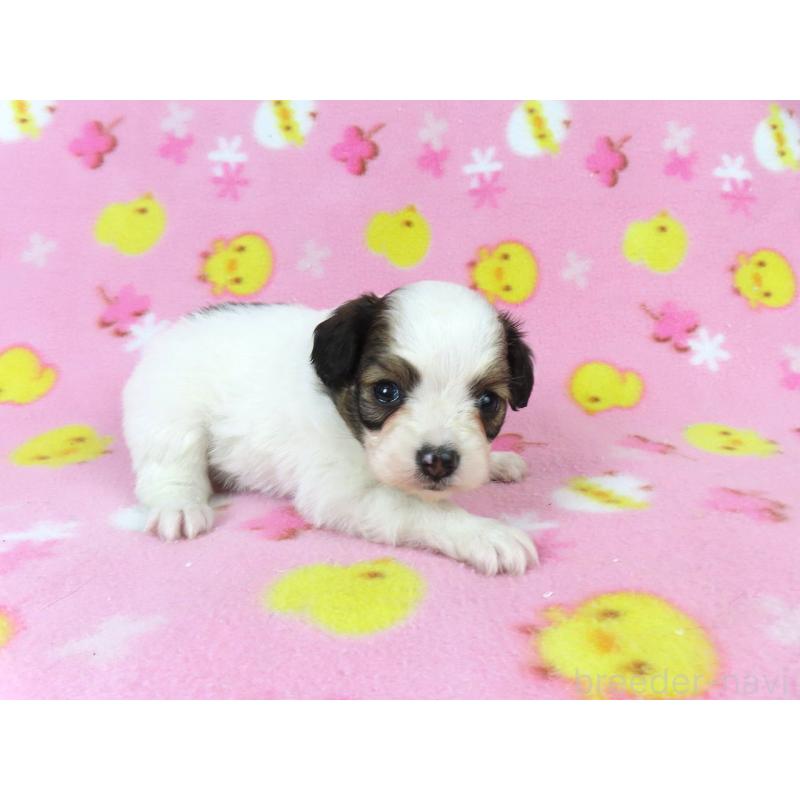 販売中の千葉県のパピヨン-438381の19枚目