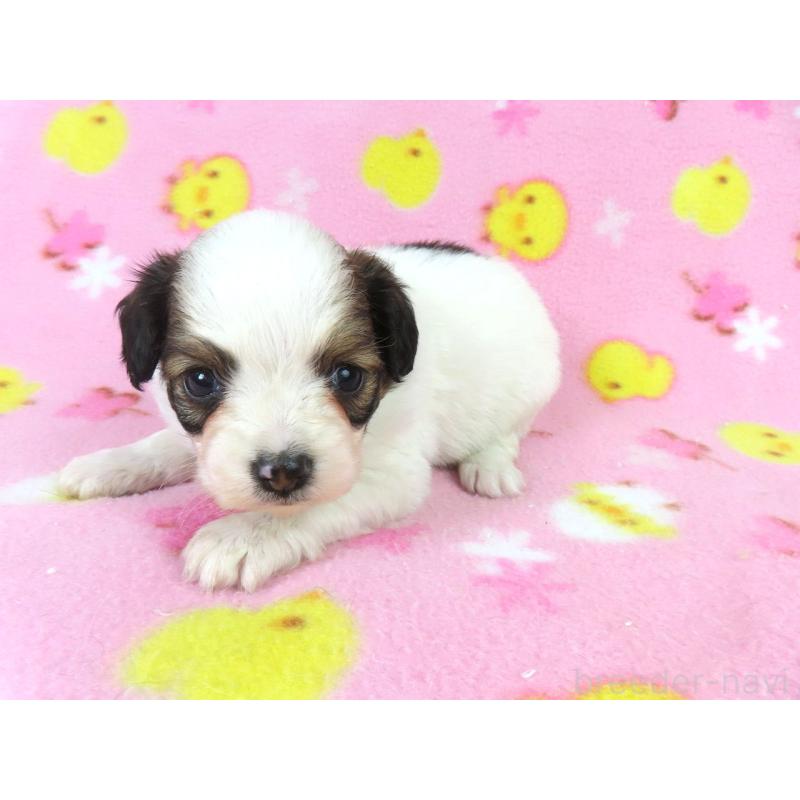 販売中の千葉県のパピヨン-438381の18枚目